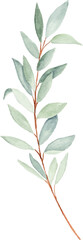 Fototapeta premium Watercolor olive leaves