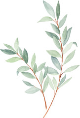 Watercolor olive leaves