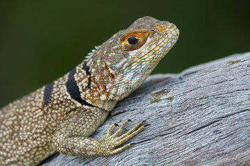 Lizard in the wild in Madagascar