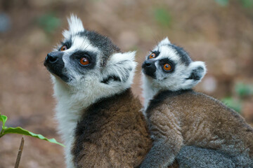Ring tailed lemur (Lemur catta) in the wild