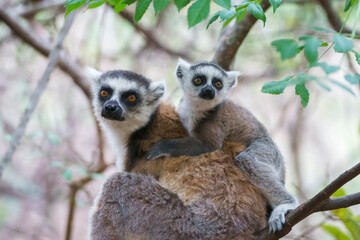 Obraz premium Ring tailed lemur (Lemur catta) in the wild