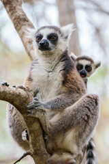 Ring tailed lemur (Lemur catta) in the wild