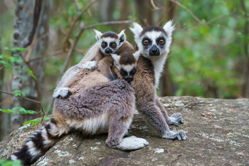 Fototapeta premium Ring tailed lemur (Lemur catta) in the wild