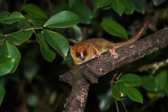 Mouse lemur of Madagascar at night