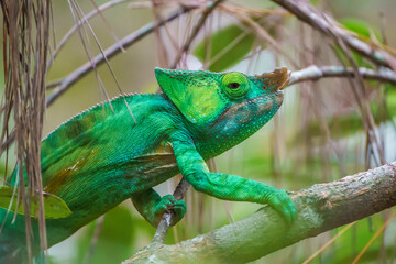 Chameleon of Madagascar in the wild