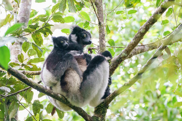 Indri in a forest of Madagascar