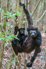 Indri in a forest of Madagascar
