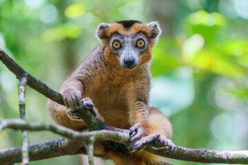 Crowned lemur (Eulemur coronatus) in the wild © Daniel Jara