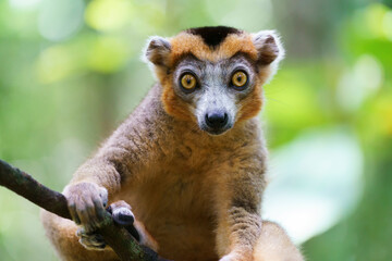 Crowned lemur (Eulemur coronatus) in the wild
