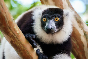 Black and white ruffed lemur (Varecia variegata) in the wild © Daniel Jara