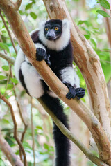 Black and white ruffed lemur (Varecia variegata) in the wild