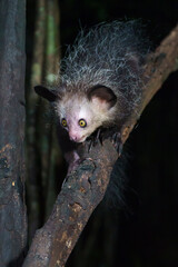 Aye aye lemur (Daubentonia madagascariensis) in the wild at night