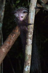 Aye aye lemur (Daubentonia madagascariensis) in the wild at night