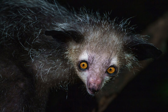 Aye aye lemur (Daubentonia madagascariensis) in the wild at night