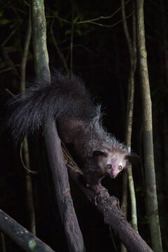Aye aye lemur (Daubentonia madagascariensis) in the wild at night