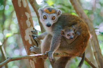 Crowned lemur (Eulemur coronatus) in the wild