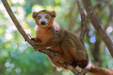 Crowned lemur (Eulemur coronatus) in the wild