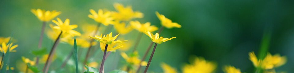 Ficaria verna flowers in spring. Nature background. Horizontal banner
