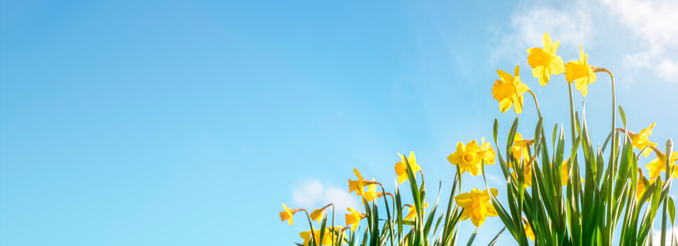 Spring flower background Daffodils against a clear blue sky