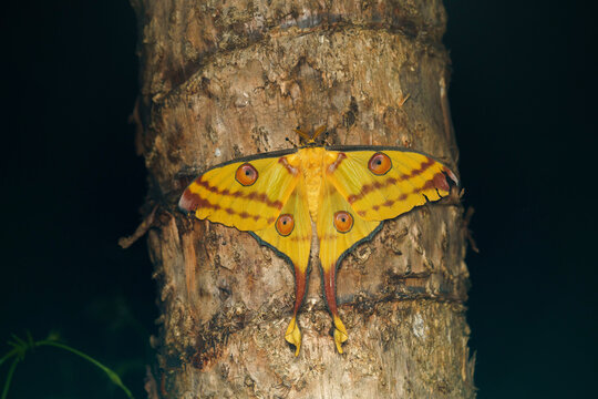 Comet moth or Madagascan moon moth (Argema mittrei)
