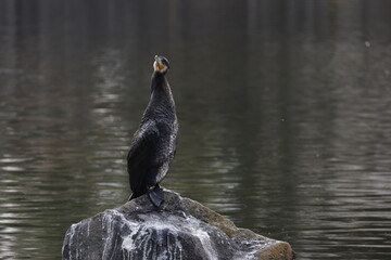 池の岩の上に立つ黒い水鳥のカワウ
