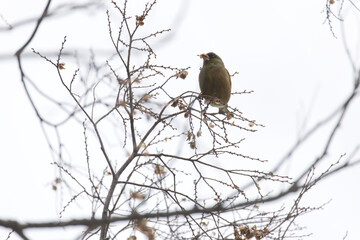 木の枝にとまるカワラヒワ