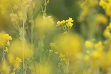 黄色いアブラナの花