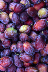 Ripe plums in the garden on a summer day. Autumn harvest.