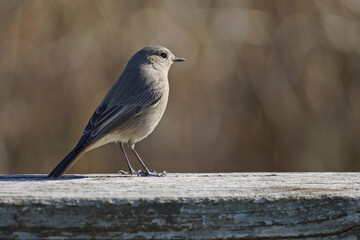 specimen of spotted flycatcher rest on a wooden fence