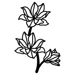 magnolia flower glyph and line vector illustration