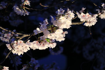 完全に日が暮れる前の青味のある桜の部分ライトアップ