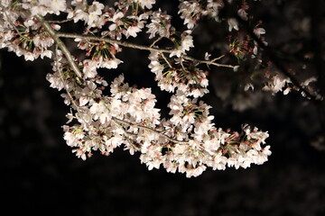 部分の桜のライトアップ