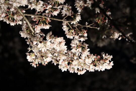 部分の桜のライトアップ