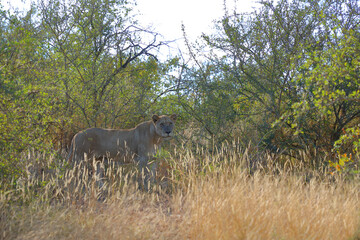 Afrikanischer Löwe / African lion / Panthera leo.