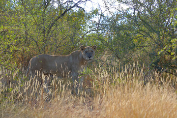 Afrikanischer Löwe / African lion / Panthera leo.