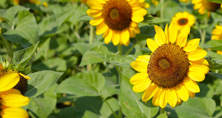 Obraz premium Blooming sunflower fields. Beautiful yellow flower