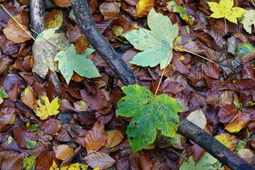 Waldboden im Herbst