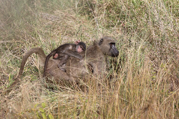 Bärenpavian / Chacma baboon / Papio ursinus.