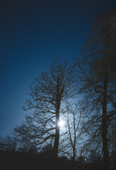 Bare Trees In Winter Illuminated By Moonlight