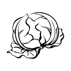 キャベツの和風ベクターイラスト（白黒）。