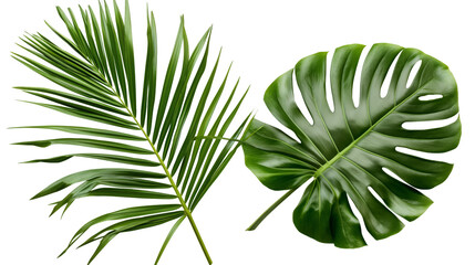 Two green tropical palm tree leaves isolated on a transparent background