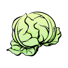 キャベツの和風ベクターイラスト（カラー）。