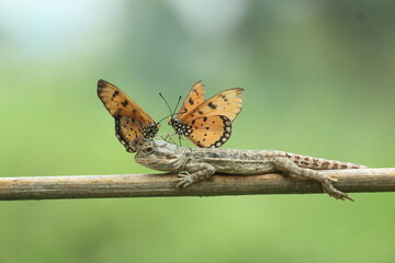 bearded dragon, butterfly, a bearded dragon, and two butterflies sitting on its body