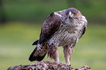 Beautiful close-up portrait of a Bonelli's eagle looking laterally with bright orange eyes perched on a rock and with a green out-of-focus background in the Sierra Morena, Andalucia, Spain. Europe
