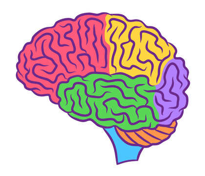 Human brain illustration with colored parts