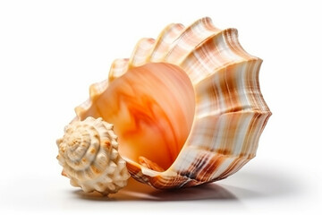 Obraz premium Seashell_isolated_on_white_background_cutout