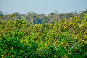 Kaziranga National Park forest canopy