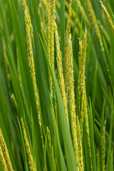Fototapeta na wymiar Closeup yellow paddy rice field with rice Flower. Rice field on rice paddy green