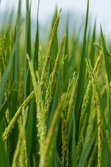 Closeup yellow paddy rice field with rice Flower. Rice field on rice paddy green