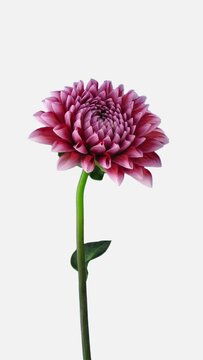 Time lapse of opening beautiful red-white Dahlia flower isolated on white background, vertical orientation